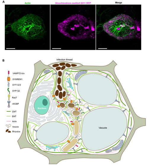 微生物所孔照胜团队发表豆科植物 根瘤菌共生互作细胞基础综述文章