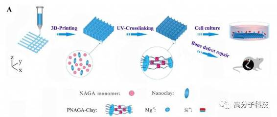 天津大学刘文广教授课题组研发3D打印“粘土水凝胶”再生骨骼